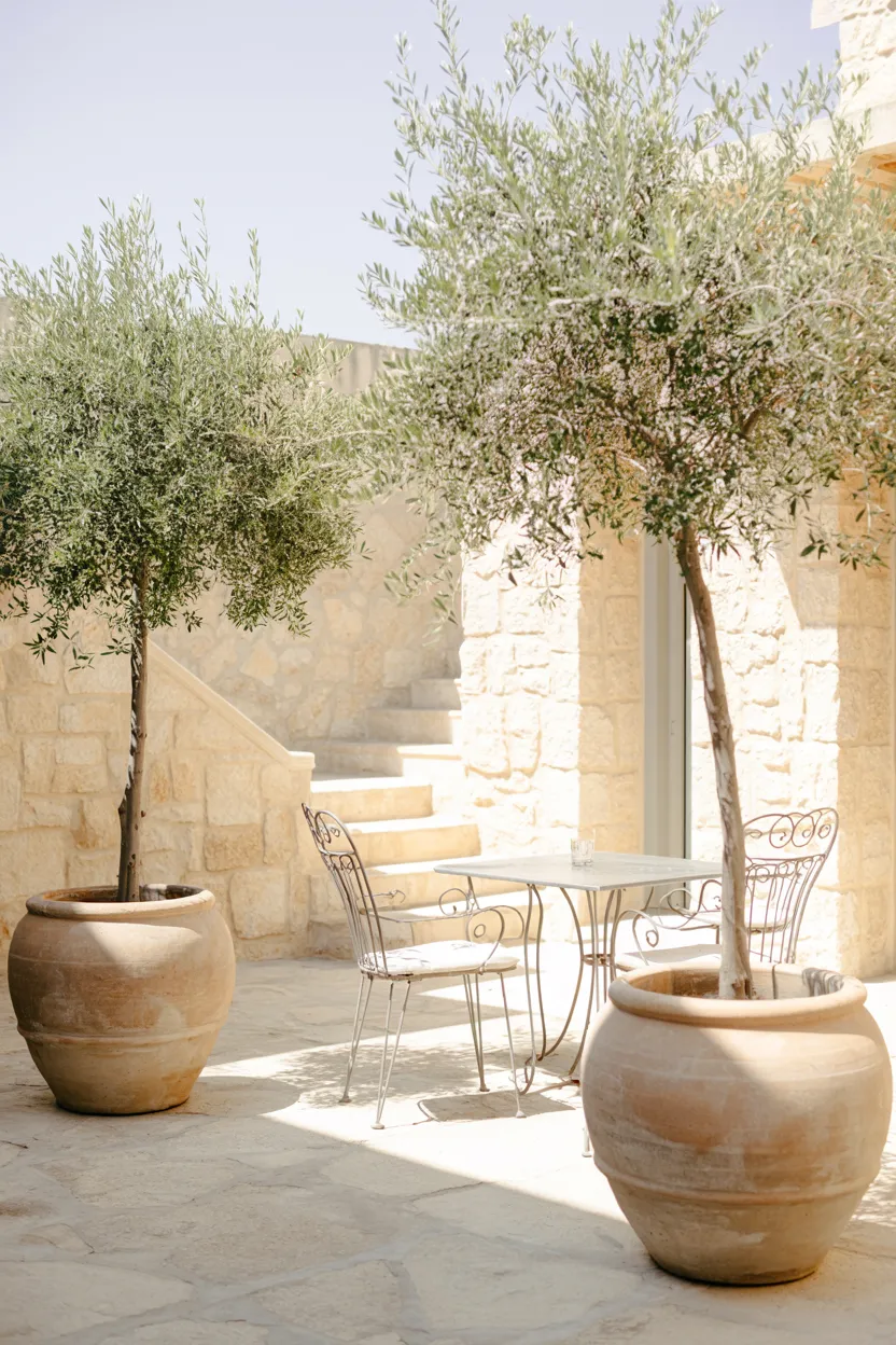 potted olive trees