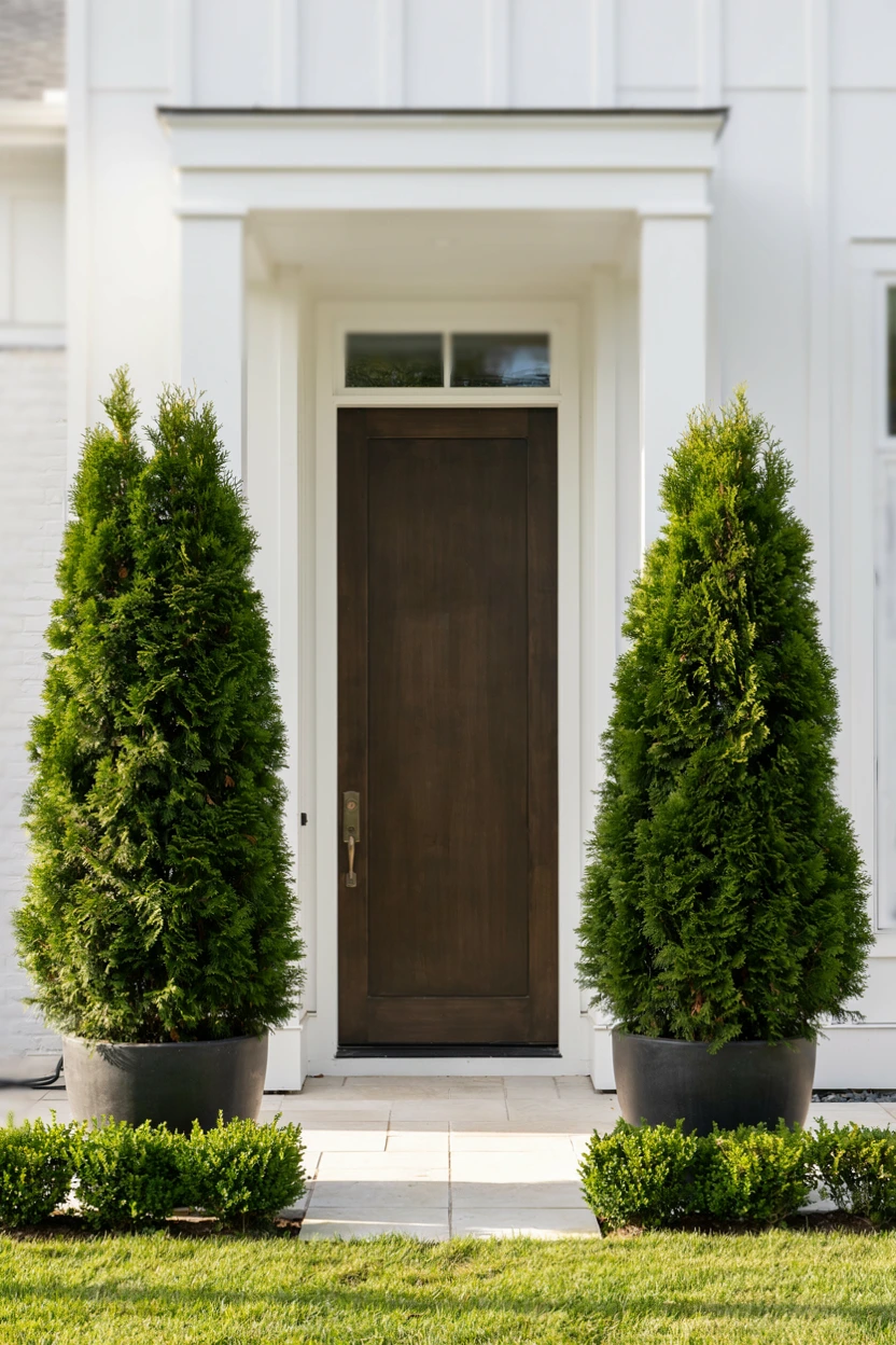 evergreen shrub accents